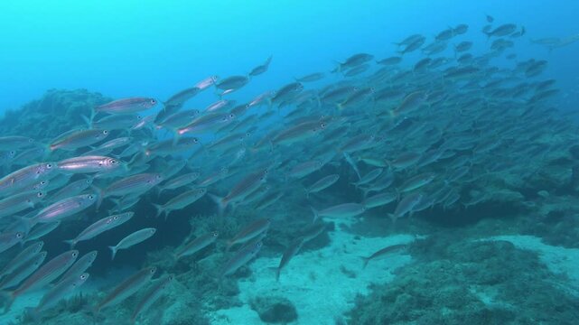 Nature underwater - Boga fish school in blue ocean water