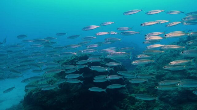 Nature underwater - Boga fish school in clean ocean water