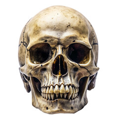 Obraz premium human skull isolated on white