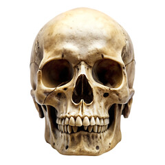 human skull isolated on white