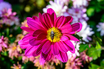Obraz premium Flower fly hoverfly collects nectar on autumn flowers Chrysanthemum in the garden