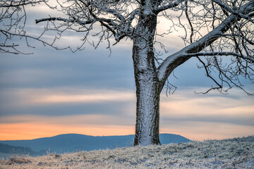 Frozen tree trunk and branches on snowy meadow against sunset sky