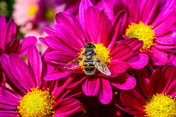Batman hoverfly - Myathropa florea,  flower fly hoverfly collects nectar on autumn flowers Chrysanthemum