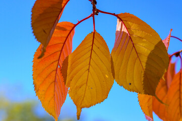 Yellow leaves in autumn on a branch of a Japanese cherry tree or sakura in the garden