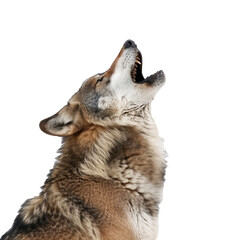 Naklejka premium A lone wolf howling at the moon, isolated in white, white background