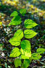 Celtis sp. - young plant with green leaves illuminated by the sun