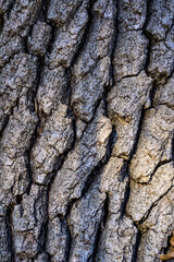 Cracked brown bark of an old oak tree in the garden, Ukraine