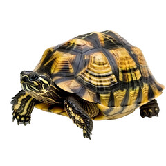 Obraz premium A wise old tortoise walking slowly, isolated in white, white background