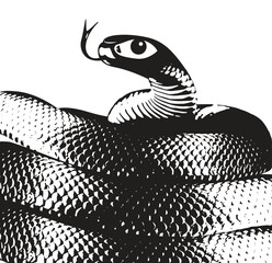 Realistic black and white snake. Graphic resources vector