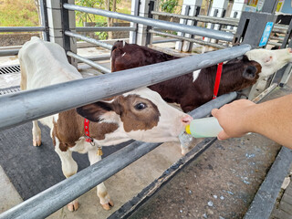 Photo of a calf being fed milk © Erwin Eka Chendra