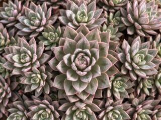 Fototapeta premium Aeonium succulent arranged in a crystal grid pattern, arrangement, abundance