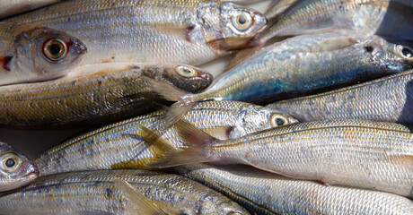 Fresh fish on the fishing port of Essaouira in Morocco
