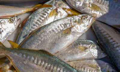 Fresh fish on the fishing port of Essaouira in Morocco