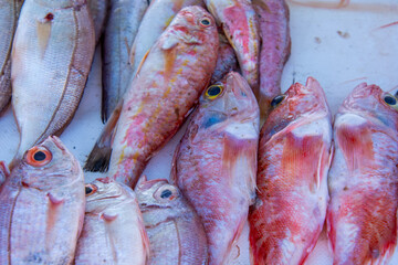 Fresh fish on the fishing port of Essaouira in Morocco