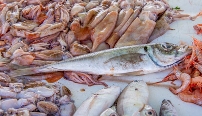 Fresh fish on the fishing port of Essaouira in Morocco