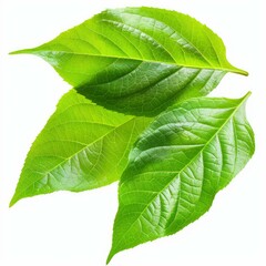 Obraz premium Three vibrant green leaves are overlapping each other, creating a sense of freshness and vitality