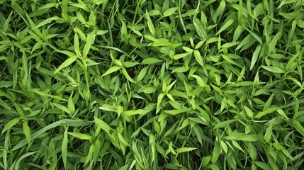 Fototapeta premium Lush green grass covering the ground.