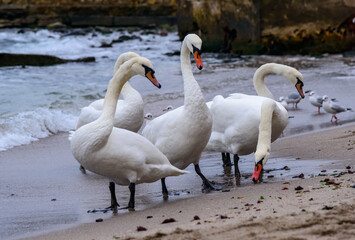 The mute swan Cygnus olor, group of adult white swans resting on sandy shore of Black Sea