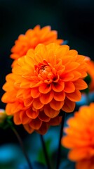 A close up of an orange flower with a bee on it