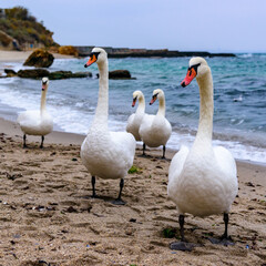 Obraz premium The mute swan Cygnus olor, group of adult white swans resting on sandy shore of Black Sea