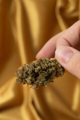 in a white young female hand a dry bud of medical marijuana. On a festive golden background
