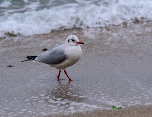 Fototapeta premium Black-headed Gull Larus ridibundus, birds rest on the shore and walk on the sand on the sandy beach, Black Sea