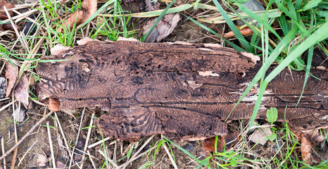 Tree bark infested with bark beetle, galleries and single winding tracks on a dead wood, dieback trees forest, environment damage 