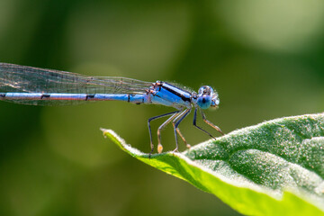 Blue Dragonfly