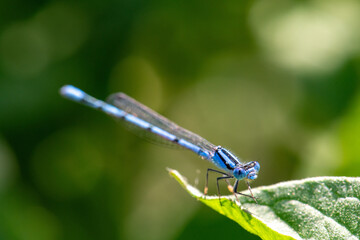 Blue Dragonfly
