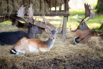 Red deer stag with antlers in autumn on a meadow, black forest in Germany, wildlife in the woodland, hay in the manger 