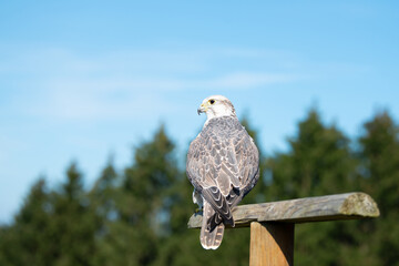 Gyrfalcon, wildlife, raptor bird of prey on a tree trunk, habitat, forest and meadow landscape, Falco rusticolus
