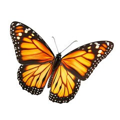 Fototapeta premium Monarch Butterfly isolated on white background with spread wings insect nature wildlife animal orange black and white colors beautiful colorful flying danaus plexippus delicate fragile spring summer