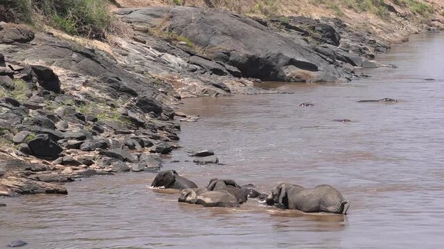  A herd of elephants stops midstream of a river to bath.
