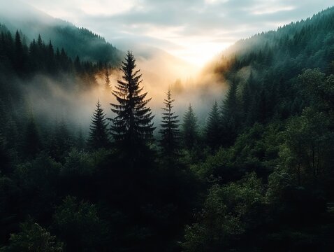 A foggy forest with trees in the foreground and mountains in the background