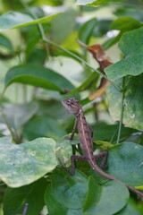 lizard on the leaf