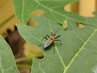 bug on leaf