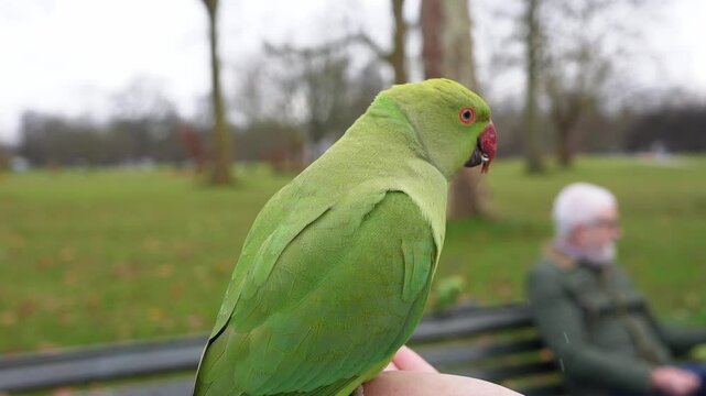 A vibrant green parrot perches on a hand in a London park, with leafless trees and a person on a bench in the background, highlighting urban wildlife.