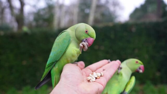Vibrant green parrots with red beaks and ringed necks perch on a person's hand, set against a blurred natural background in a London park.