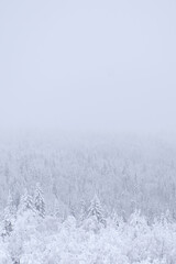 Snow-covered trees, winter landscape. Snow-covered trees background. The branches of the trees are covered with white frost. 