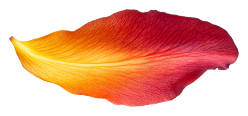 Single vibrant red and orange petal on transparent background, nature and color concept