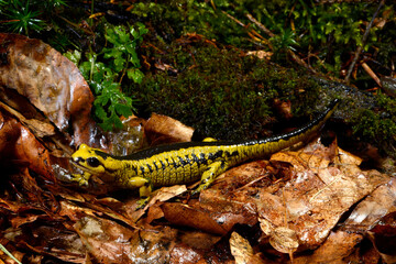 Feuersalamander // Fire salamander (Salamandra salamandra alfredschmidti)  - Tendi-Tal, Asturien, Spanien