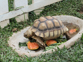 The tortoise is eating papaya and green vegetables