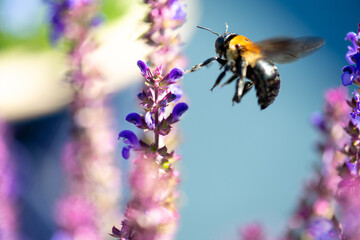 bee on lavender
