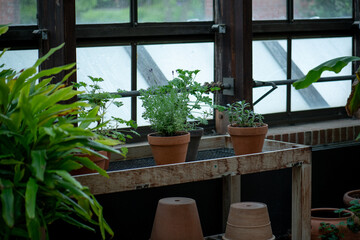 pots in a greenhouse