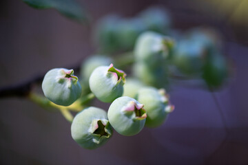 Young blueberries growing