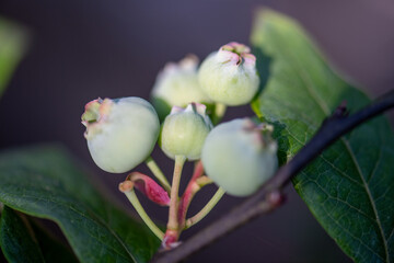 Young blueberries growing