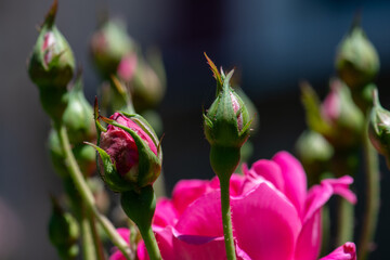 Magenta Rose Buds