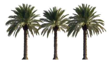 Phoenix dactylifera date palm frontal medium and small isolated png on a transparent background perfectly cutout