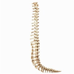 Lateral view of a complete human spine curving from the neck to the coccyx