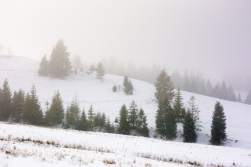 forest on the hill in fog. cold weather. frosty winter landscape. misty morning